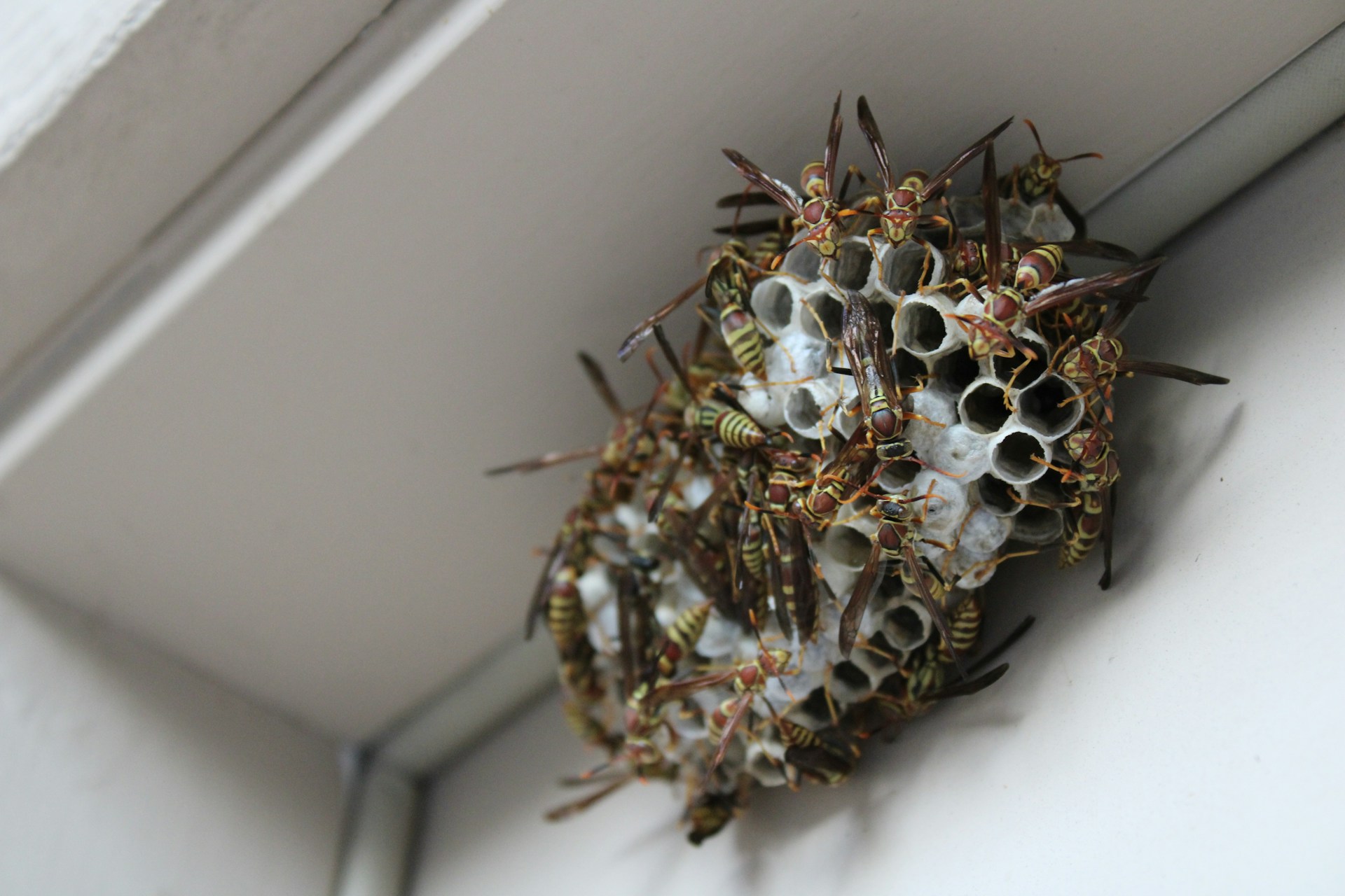 bee-safe